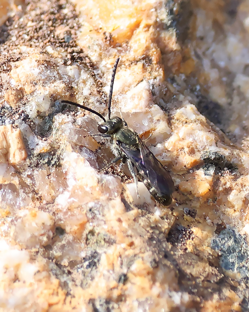 Lasioglossum sp.